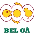 Gà Giống BEL GÀ