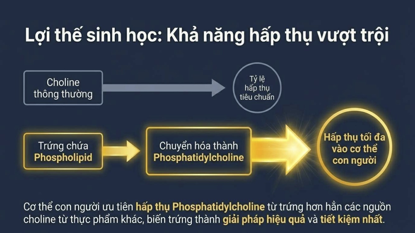 Sức mạnh của choline trong trứng đối với sức khỏe con người