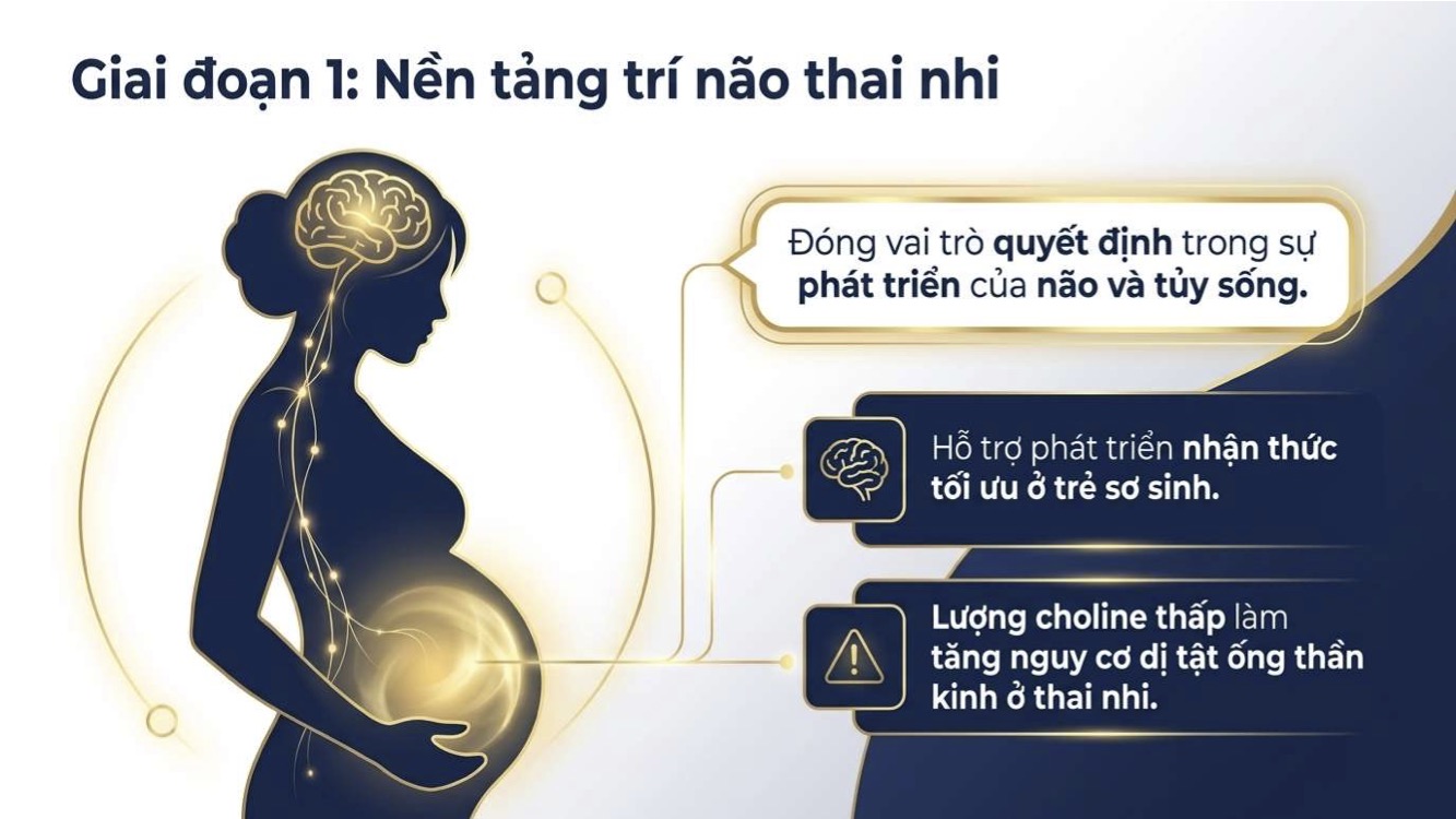 Choline và vai trò hỗ trợ chức năng nhận thức ở người lớn tuổi