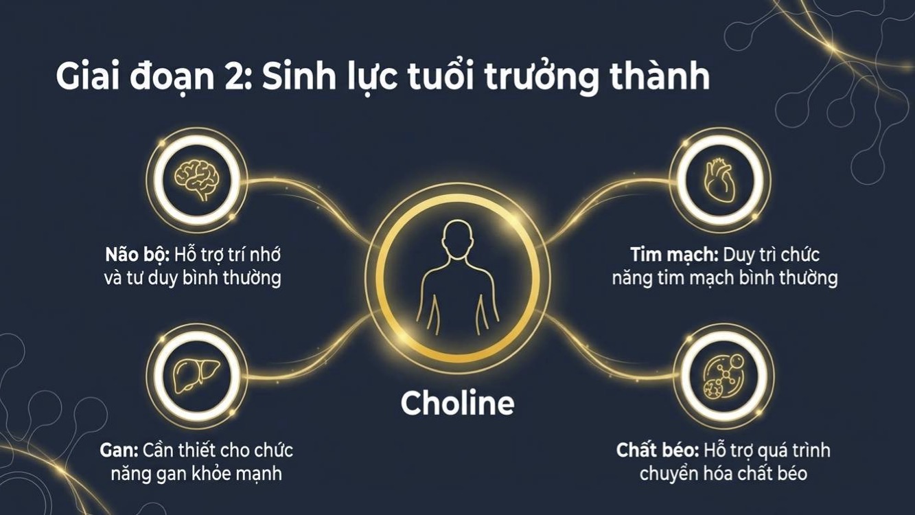 Nhu cầu choline hằng ngày cho nam nữ phụ nữ mang thai và cho con bú