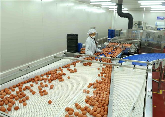 Quy Trình Xử Lý Trứng Gà Trước Khi Đưa Ra Thị Trường