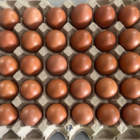 Trứng gà size 17